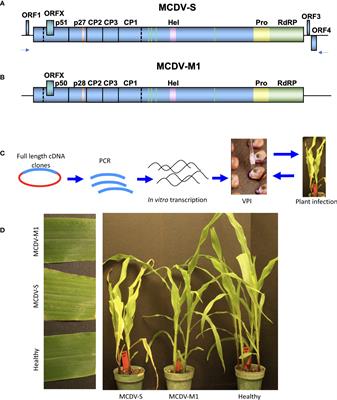 First waikavirus infectious clones and vascular expression of green fluorescent protein from maize chlorotic dwarf virus